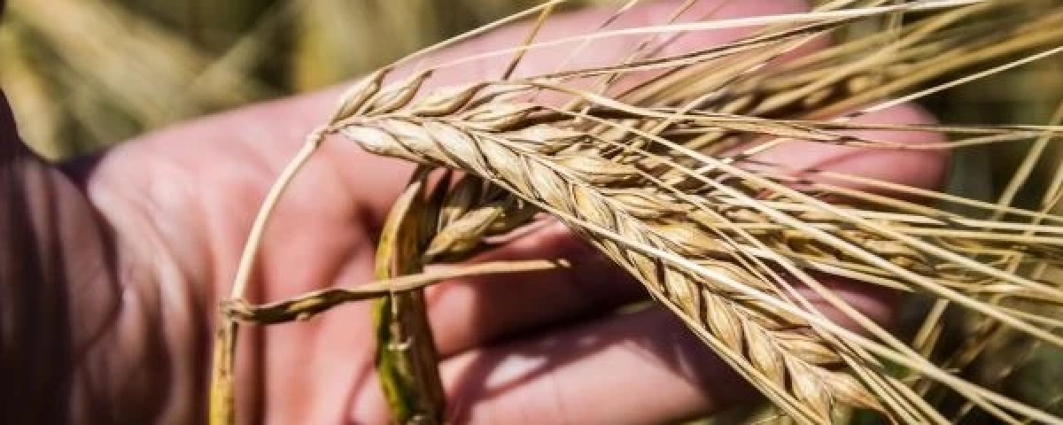 Фуражний ячмінь у портах дорожчає: ринок подає сигнали зростання