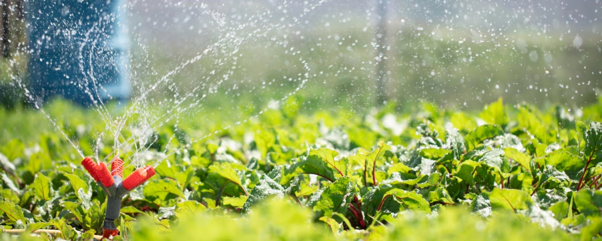 Автоматический полив в теплице: советы и практика