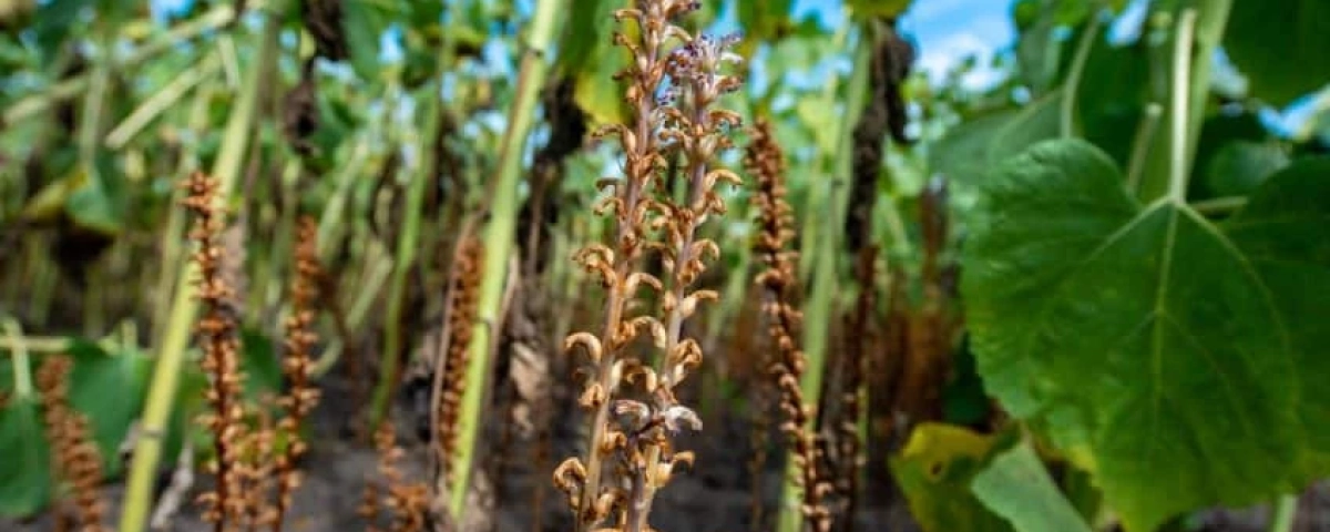 69bedff33fca7.webp?zc=1