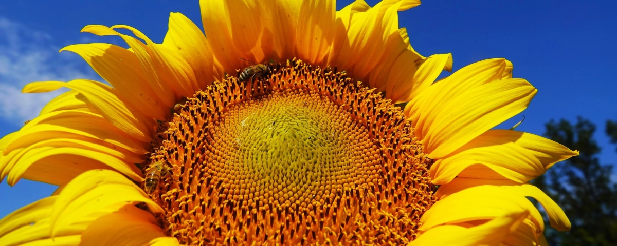 Как получить качественный урожай подсолнечника в 2026 году