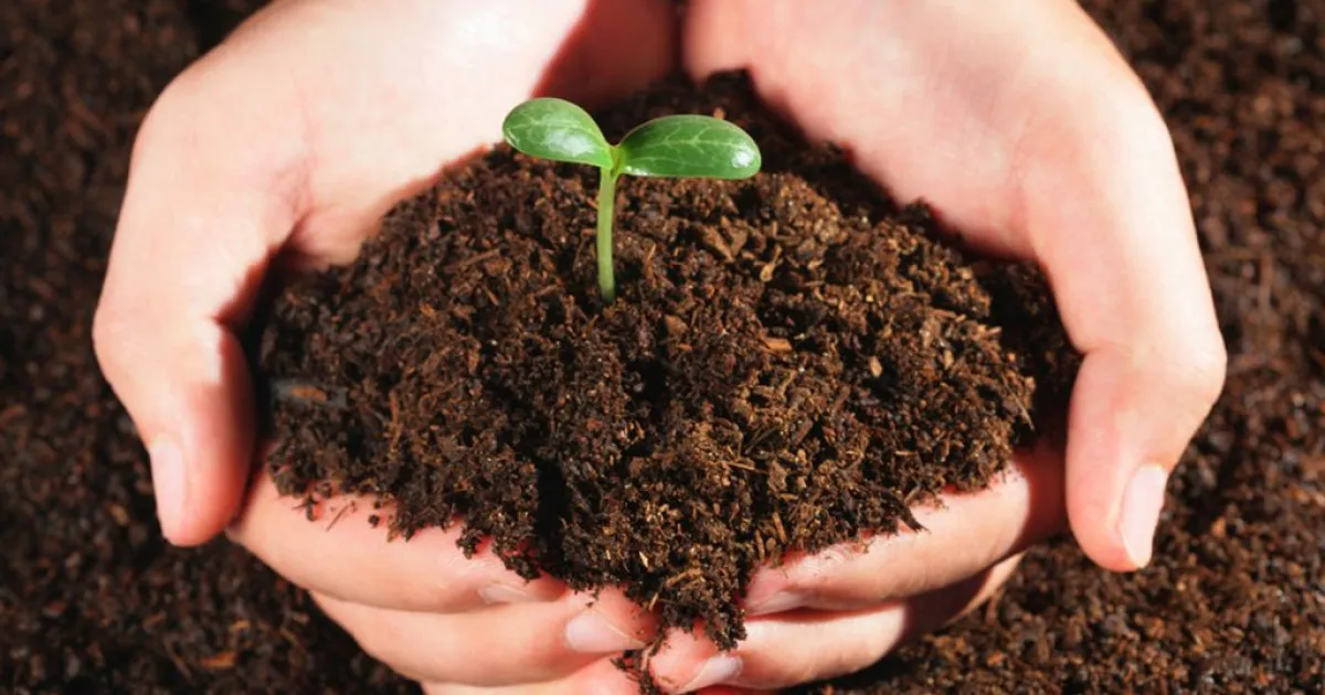 Natural Fertilizers for Plants