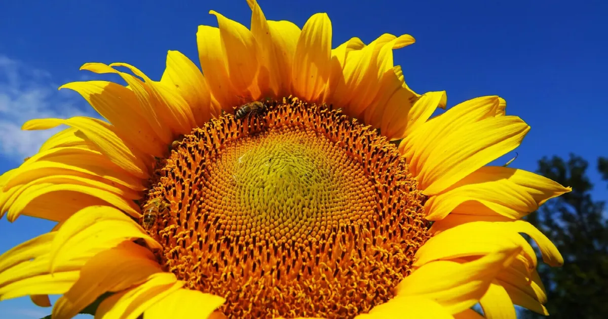 How to Get a High-Quality Sunflower Harvest in 2026