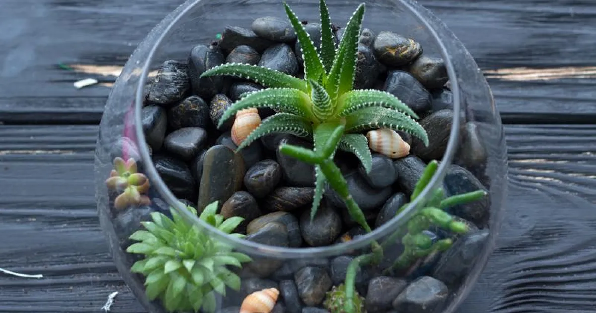 How to Make a Florarium Yourself