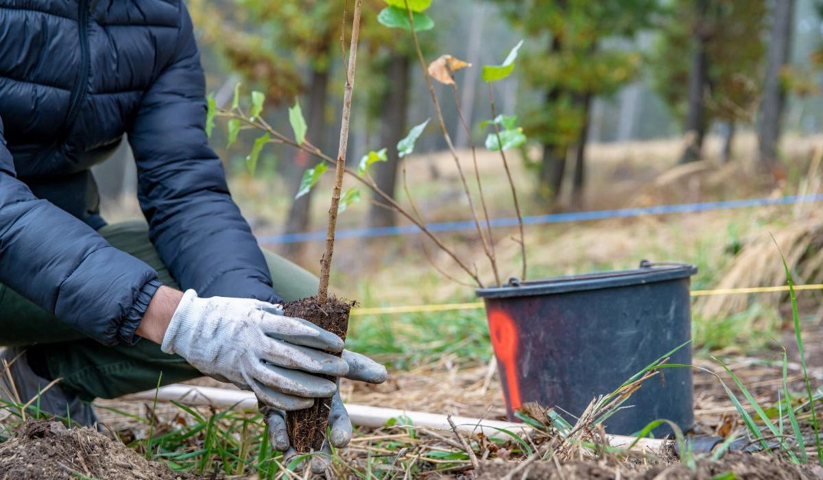 Selection and Planting of Fruit Crop Seedlings in Central Russia's Climate