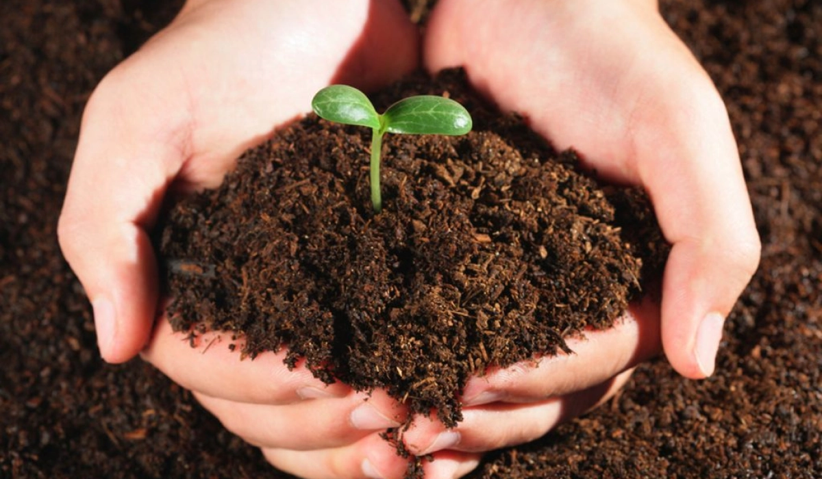 Натуральные удобрения для растений