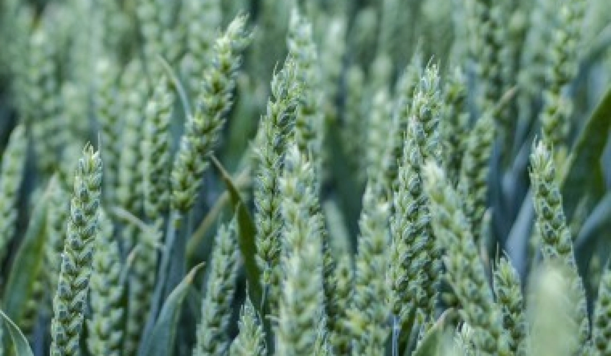 Где заказать семенные материалы и удобрения для большого урожая