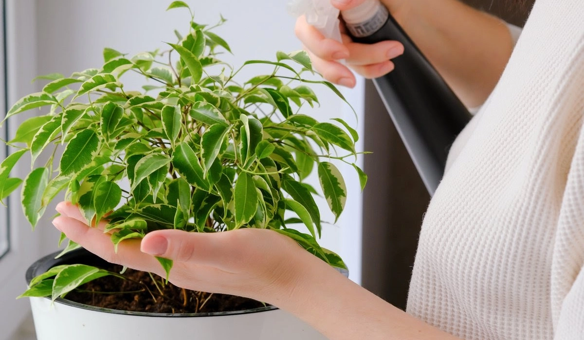 Правила вибору добрив для квітів	