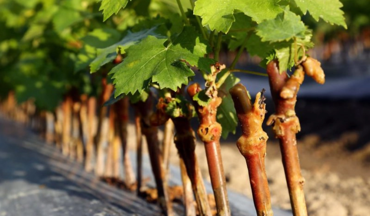 Способы выращивания винограда