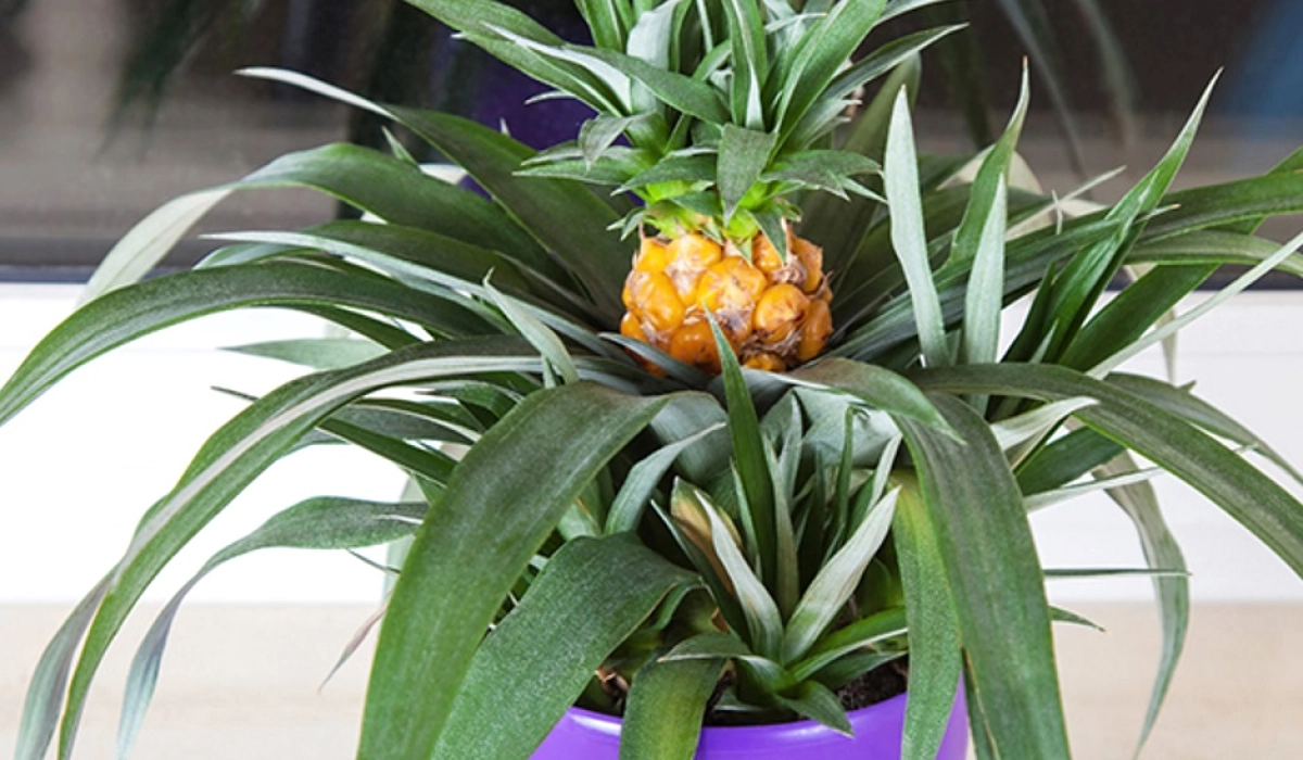 Как посадить ананас в домашних условиях: особенности и рекомендации
