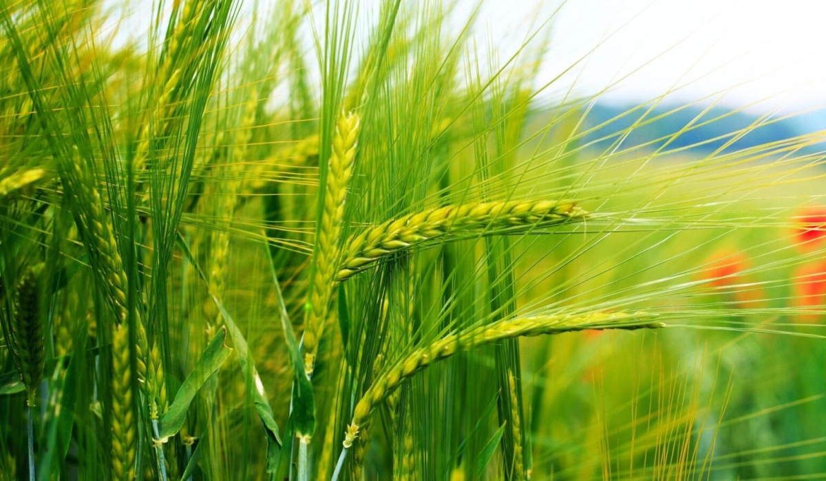 Особливості застосування гербіцидів в озимій пшениці: вибір, терміни та дози внесення