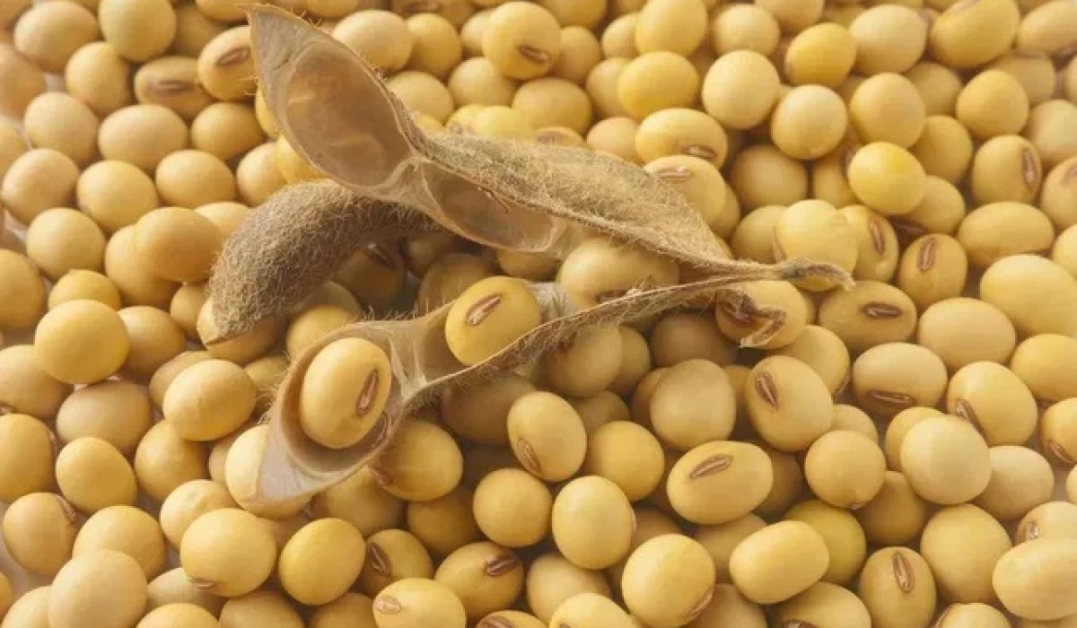 Раундап-стійка соя: перспективи та проблеми