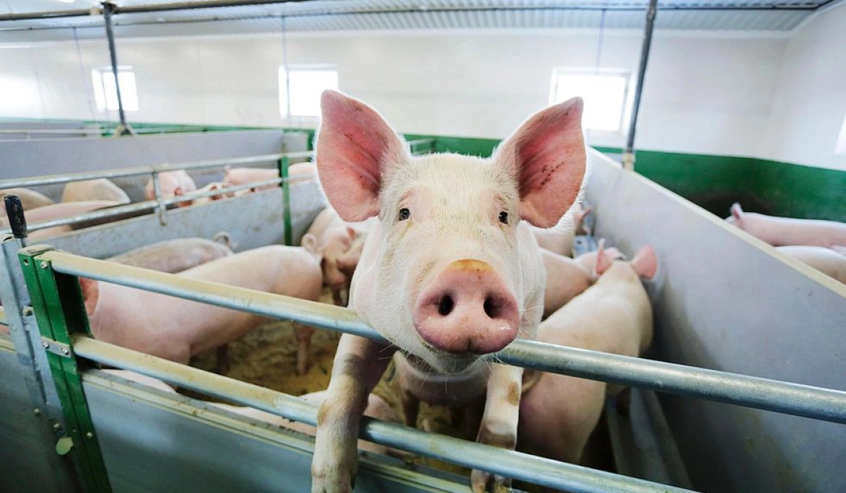 Обираємо стартовий корм: поради для новачків свинарства