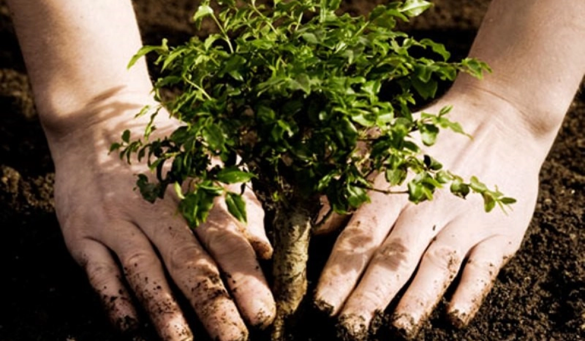 Де замовити в Україні саджанці