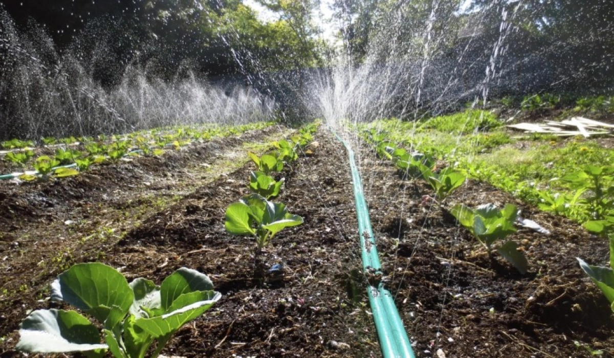 Енергоефективні рішення для парників