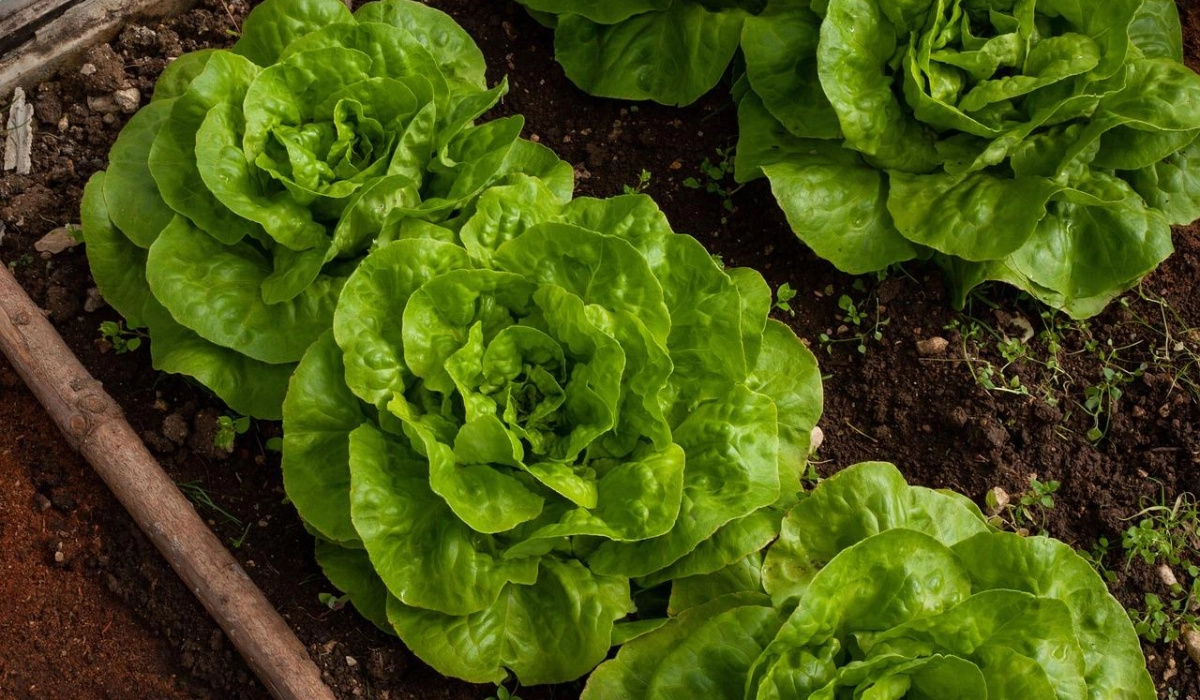 Як заощадити на покупці насіння та саджанців?