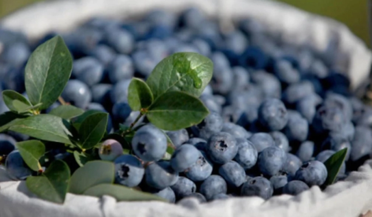 Що таке лохина і як її садити на чорноземі весною