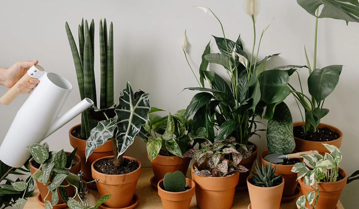 Влияние цветов на урожайность и здоровье почвы: Практические советы для аграриев