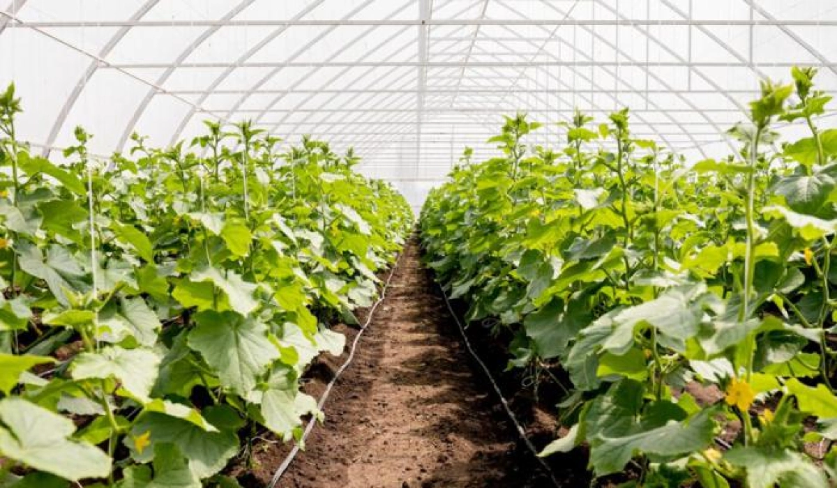 Снижение минерализации и жесткости воды — зачем это нужно в теплицах?