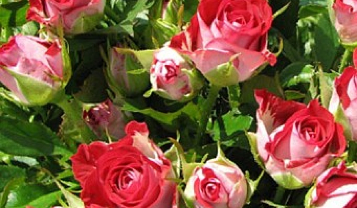 Уход за розой спрей круглый год