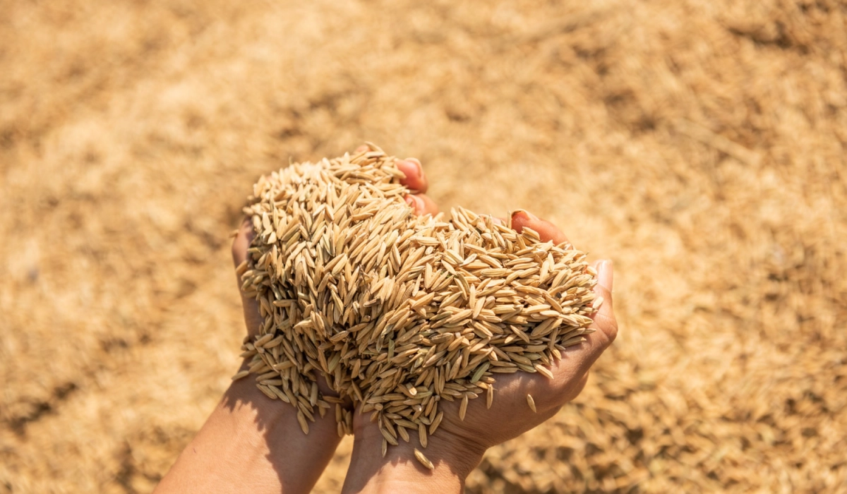 Мікродобрива для пшениці: точкове живлення для підвищення білковості, натури та стресостійкості посівів