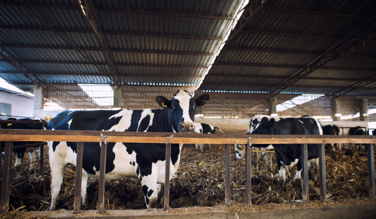 Нарезка противоскользящих швов в коровниках
