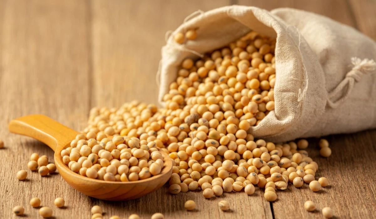 Ціна на сою наближається до шеститижневого мінімуму, оскільки Китай уникає поставок зі США