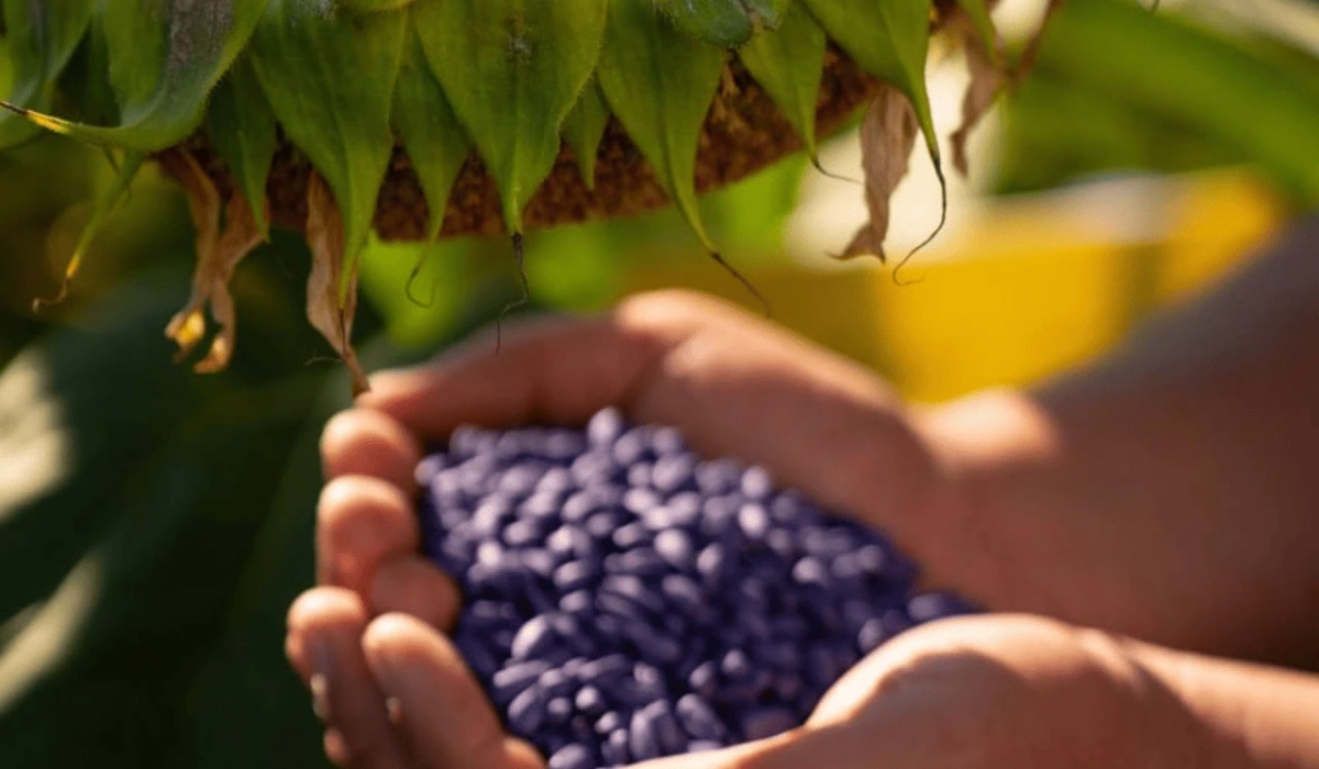 Eurosem — the power growing in every seed