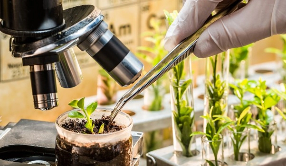 Plant Selection Methods - from Feminized Seeds to Disease-Resistant Varieties