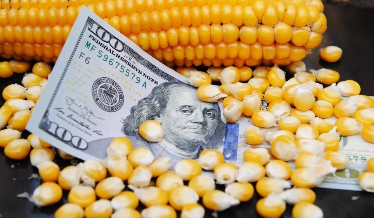 Зниження цін на українську кукурудзу: тенденція на найближчі тижні