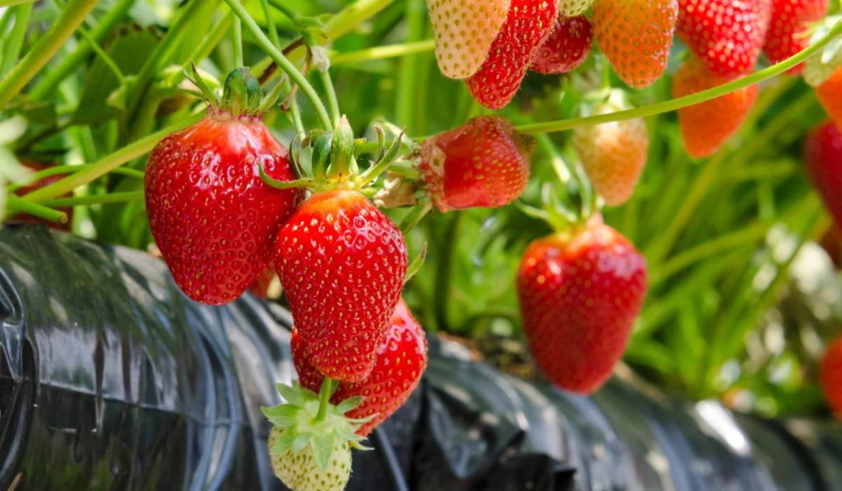 Саджанці полуниці касетною розсадою: як обрати, щоб кущі швидко прижилися і дали стабільний урожай