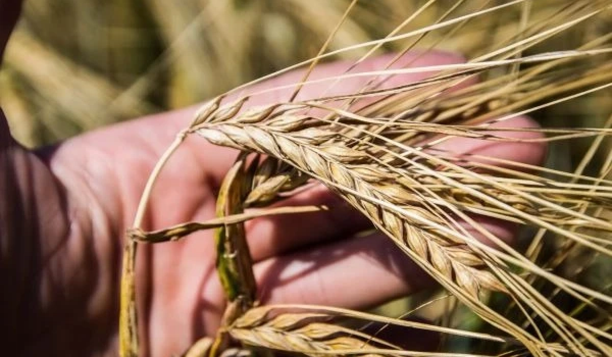 Фуражний ячмінь у портах дорожчає: ринок подає сигнали зростання