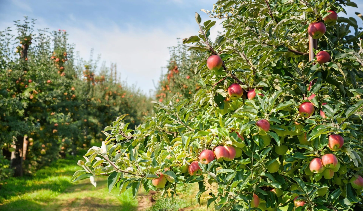 садоводство в Европе фруктовый сад огород возле дома фермерский регион