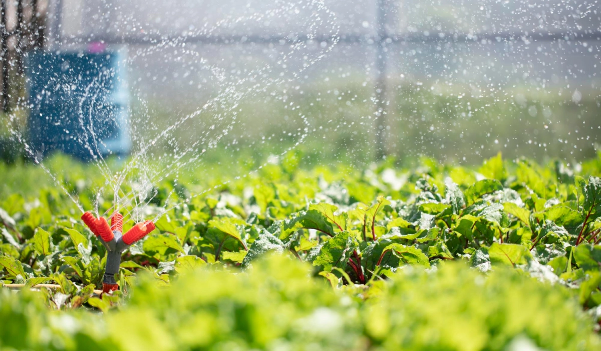 Автоматический полив в теплице: советы и практика