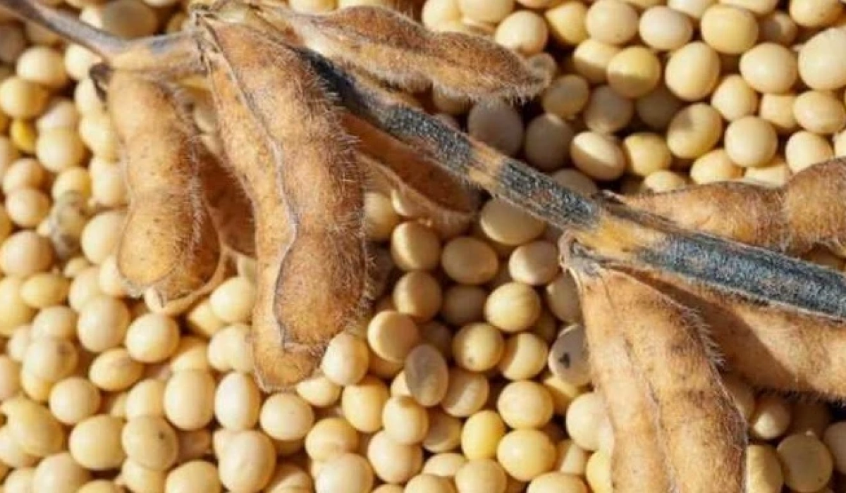 Переработчики подняли цены на сою: +4$/т за неделю