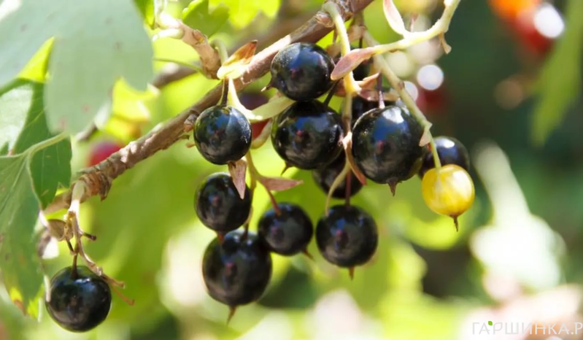 Схема посадки смородини