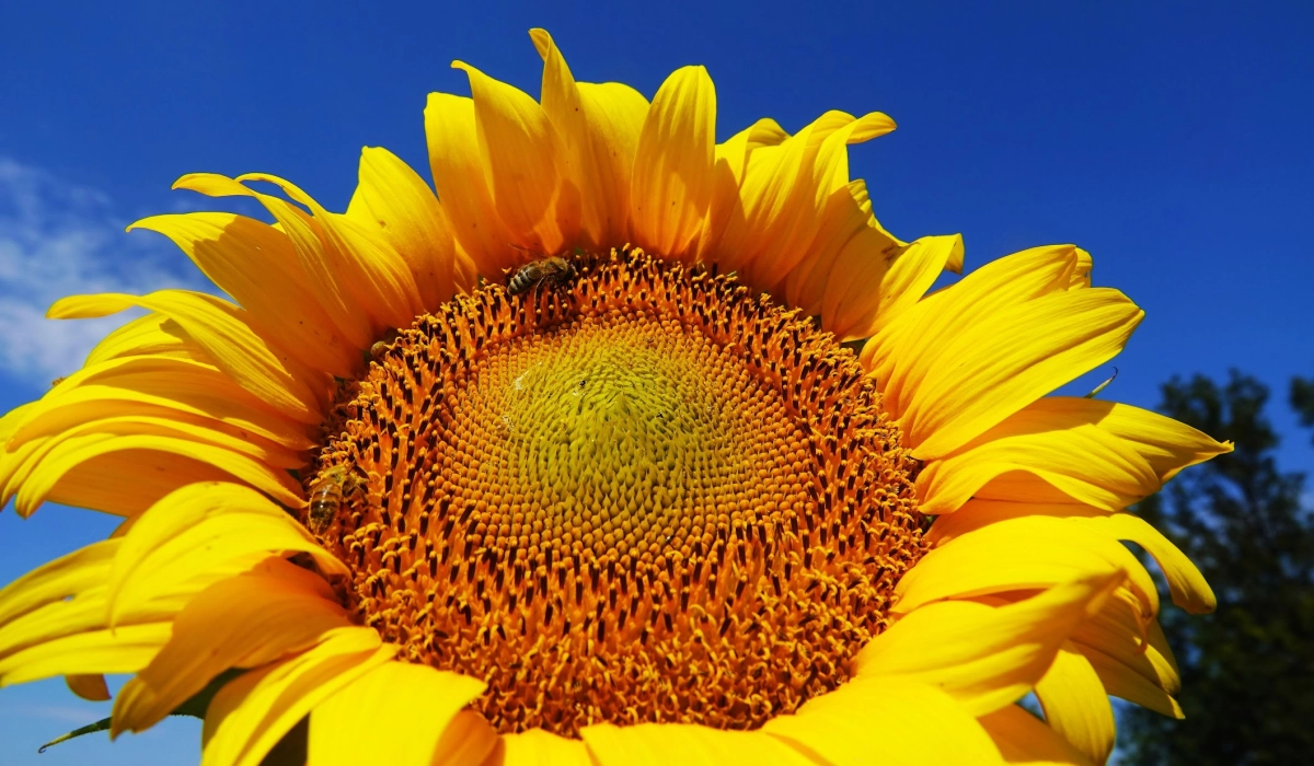 Как получить качественный урожай подсолнечника в 2026 году