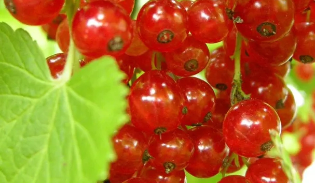 Посадка смородини: коли, де і як садити саджанці смородини