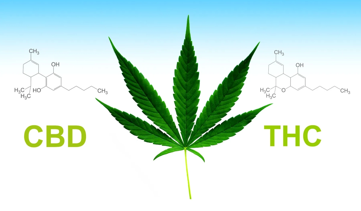 CBD и THC: в чем разница и как они влияют на организм