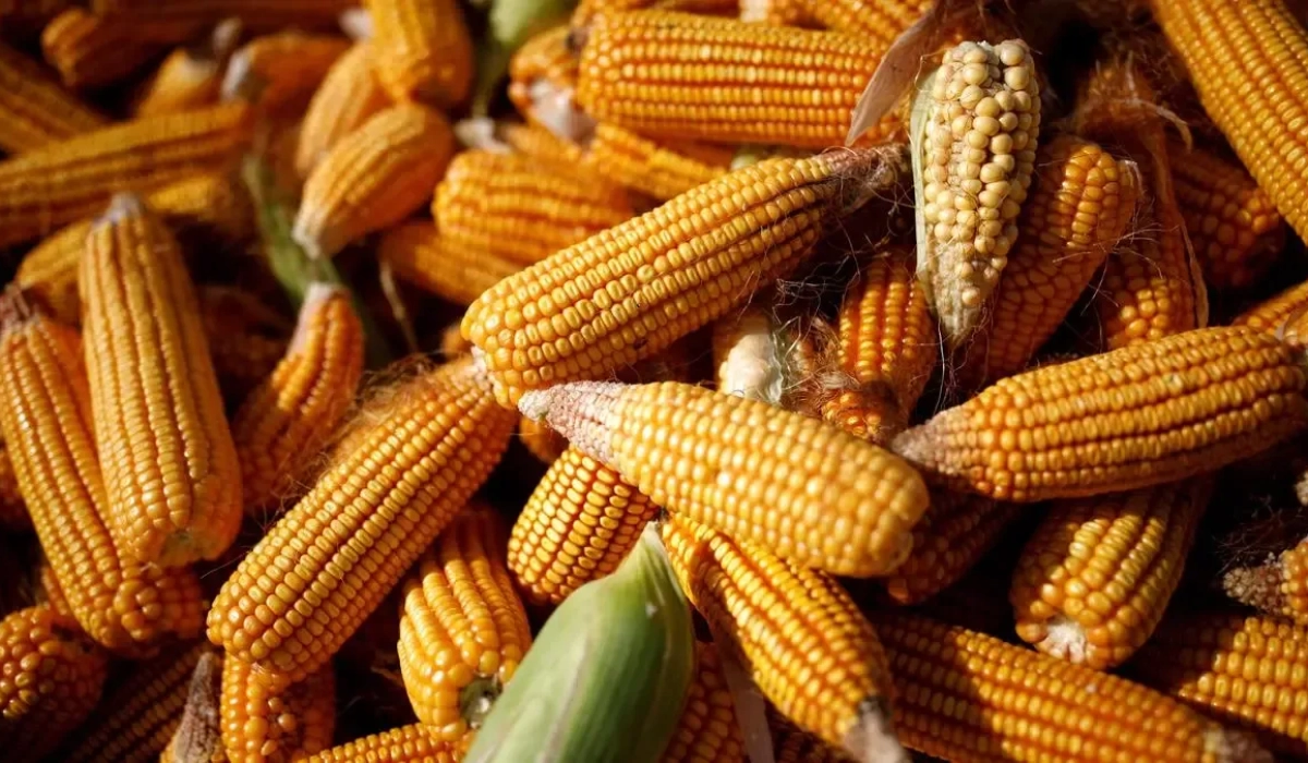 Погрузка кукурузы для экспорта на фоне роста регионального спроса