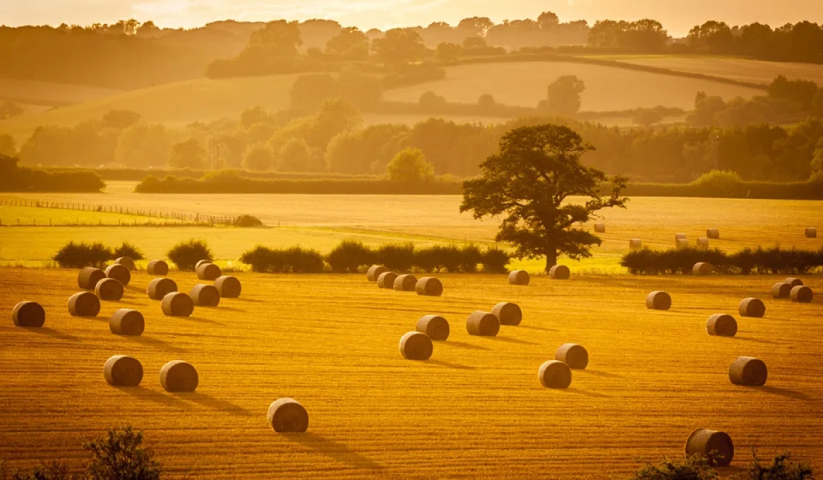 Соломенные тюки на поле в Великобритании, тема реформы удобрений