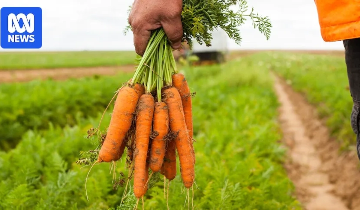 Урожай моркови в Западной Австралии на фоне срыва экспортной логистики