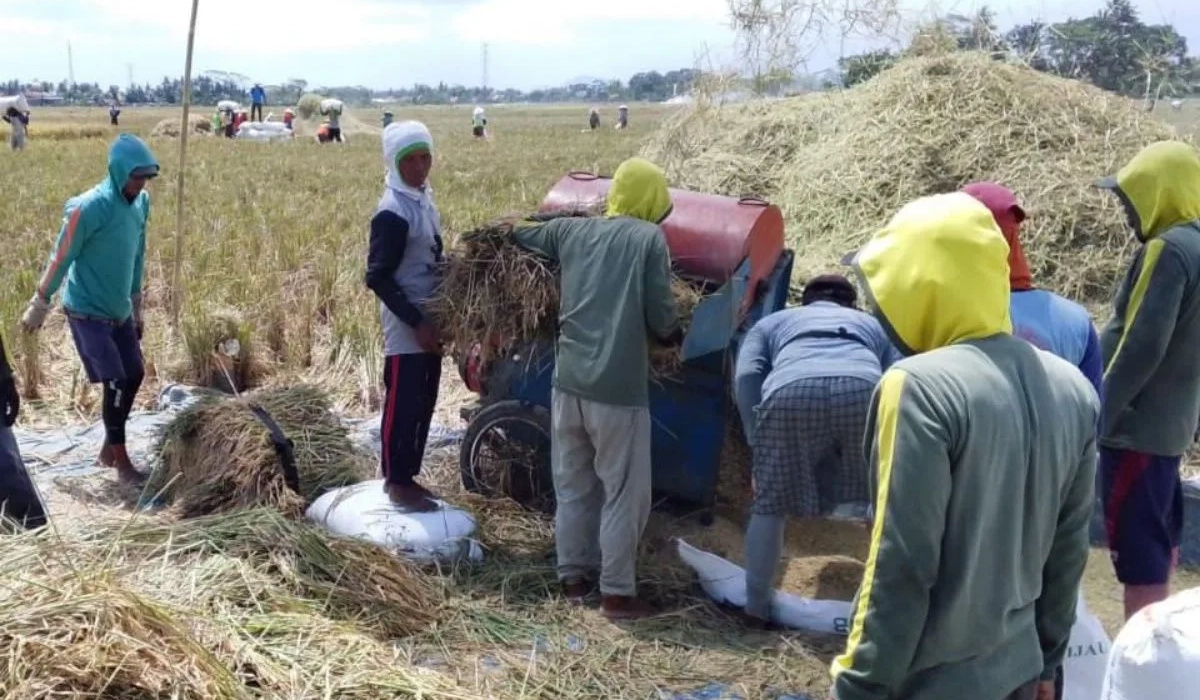 Подготовка убранного риса в деревне Гентасари, округ Чилачап, Центральная Ява
