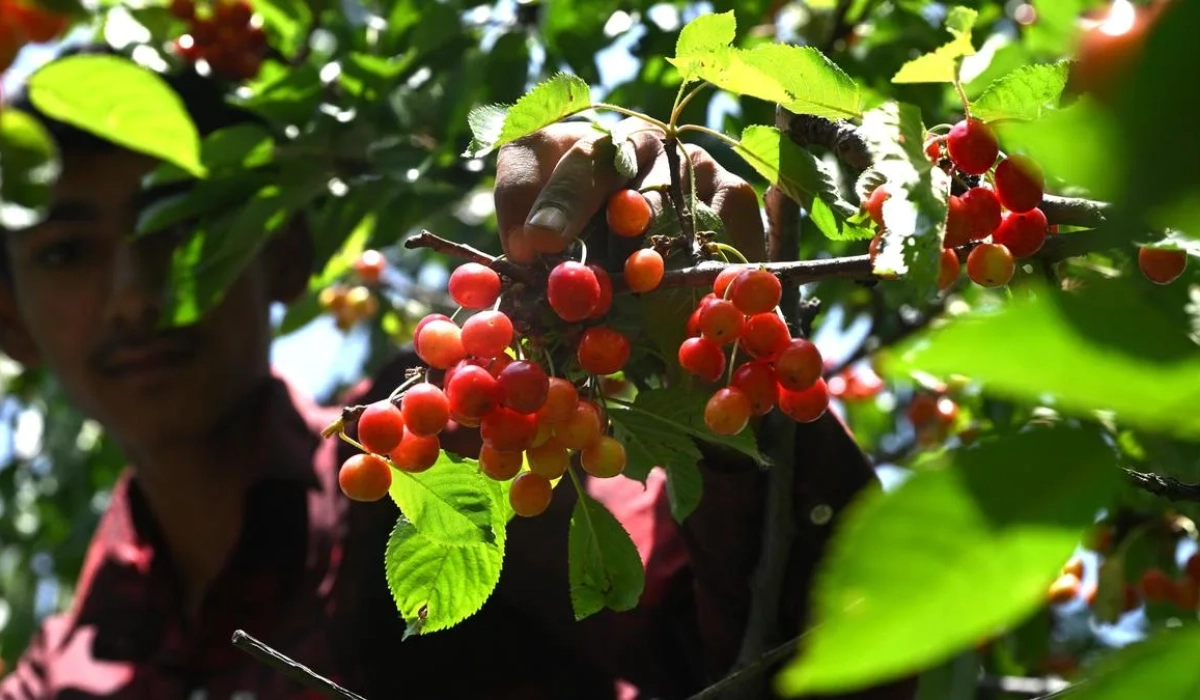 Садоводы Кашмира рассчитывают на железнодорожные отправки черешни для снижения потерь