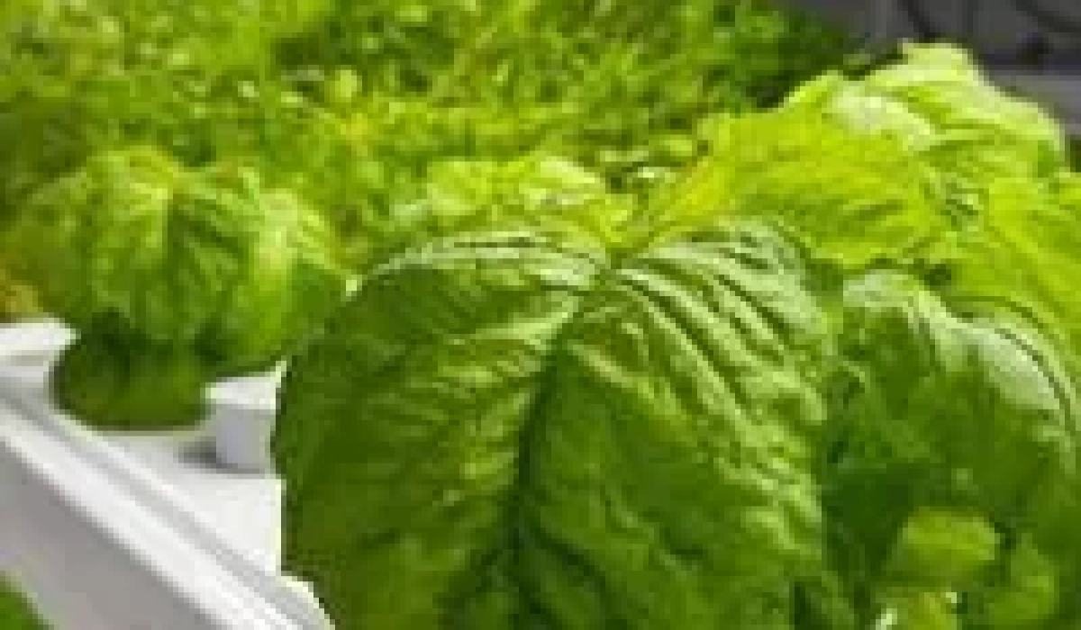 Подземная вертикальная ферма в Стамбуле нацелилась на круглогодичный урожай клубники