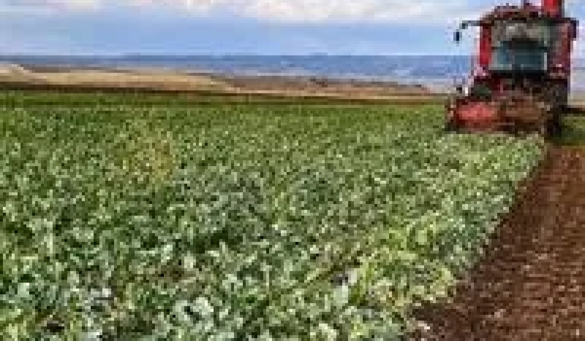 Турецкие садоводы осторожно входят в сезон после прошлогодних морозов