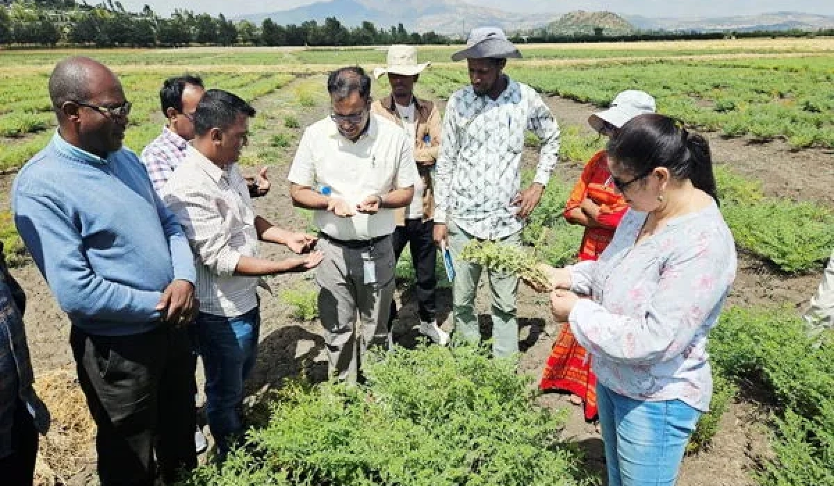 ICRISAT усиливает защиту зернобобовых культур через селекцию, биоконтроль и цифровые сервисы