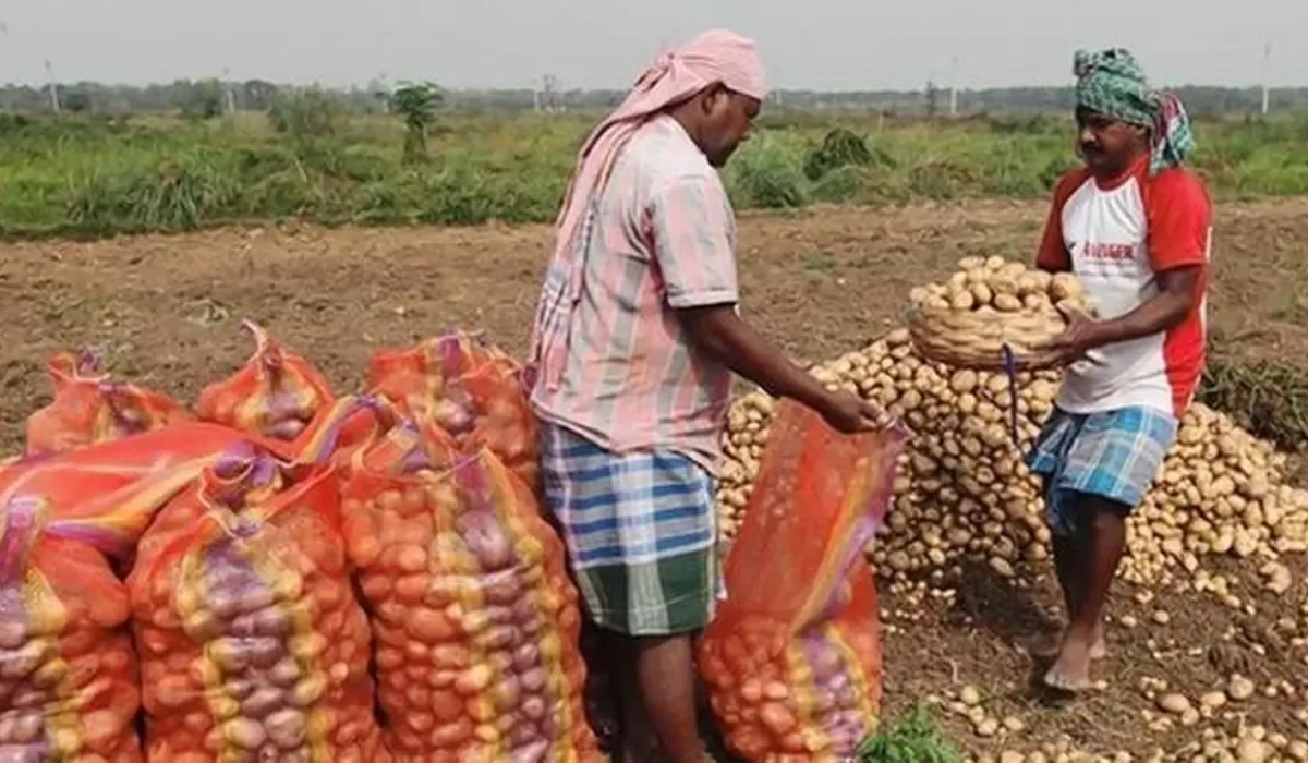 Запасы картофеля в холодильниках Западной Бенгалии выросли на 14% после рекордного урожая