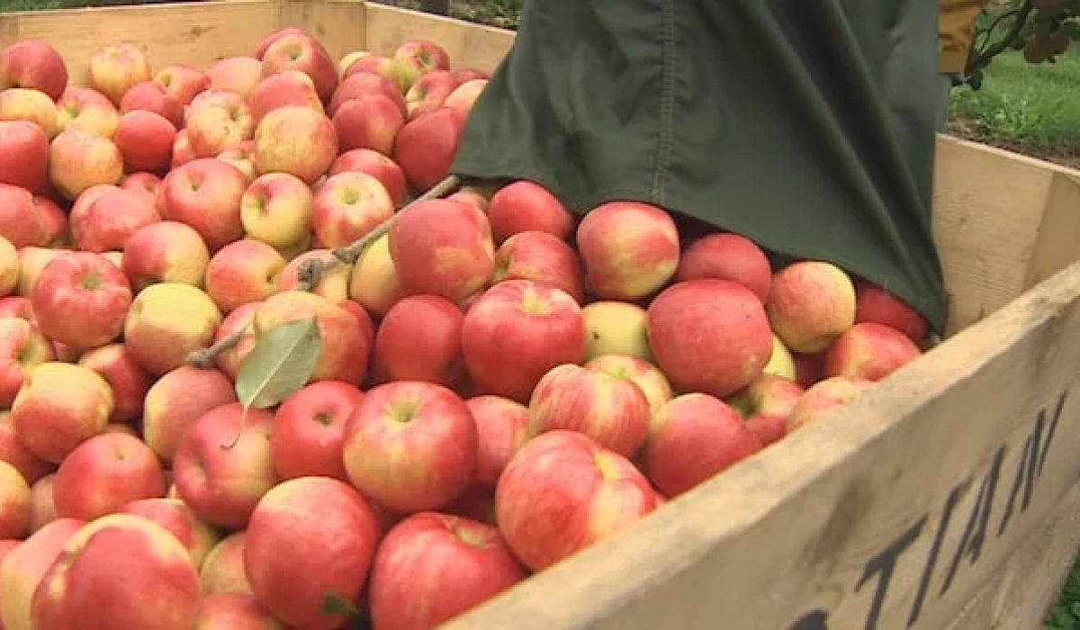 Засуха в Новой Шотландии уменьшила яблоки Honeycrisp, но садоводы рассчитывают на восстановление