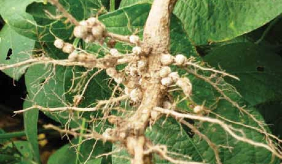 Об эффективности инокуляции семян сои