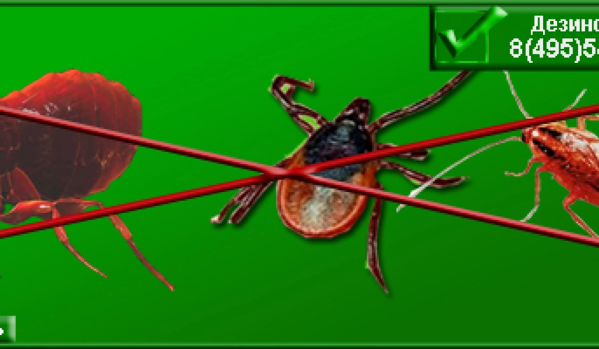 Дезинсекция от компании Санита-С